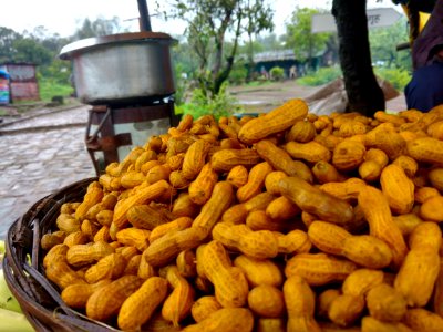 India, Sinhagad fort, Pune