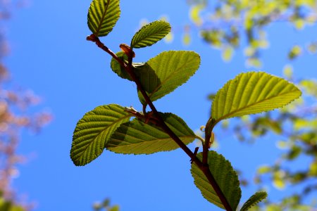 Nature, Arizona, Leaves