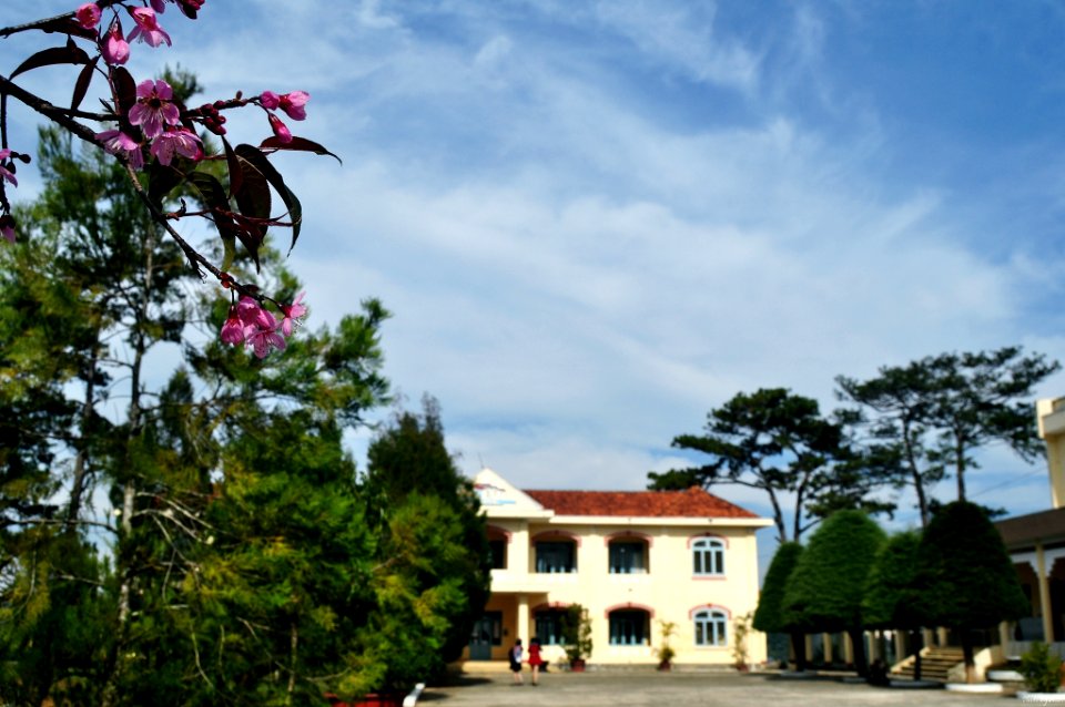 Colleges, Pedagogical, Flower