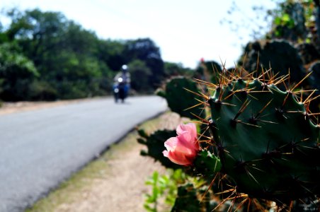 Flower, Cactus, Road photo