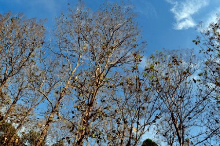 Rng gi t, Vietnam, Trees photo