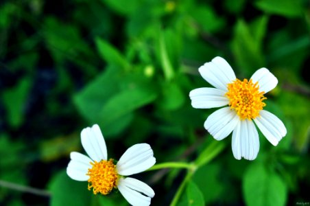 Tn hng, Vietnam, Bidens pilosa