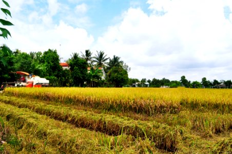 Vietnam, Long an province, Rice photo