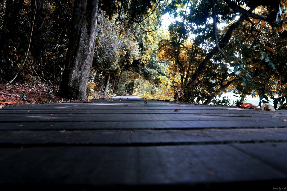 Singapore, Upper peirce reservoir, Forest