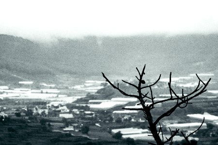 Cloudy, Trees, Moutains photo