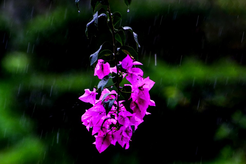 Rainny, Green, Rain