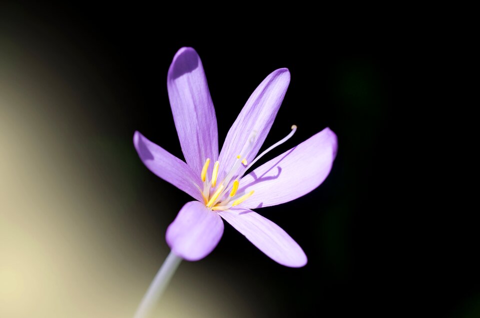 Dianthus flower blossom