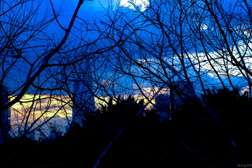 Thu them, Tree, Blue