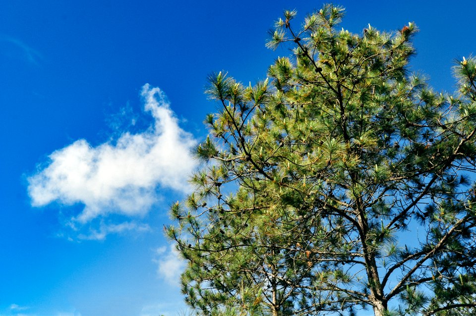 Dalat, Vietnam, Lam dong province