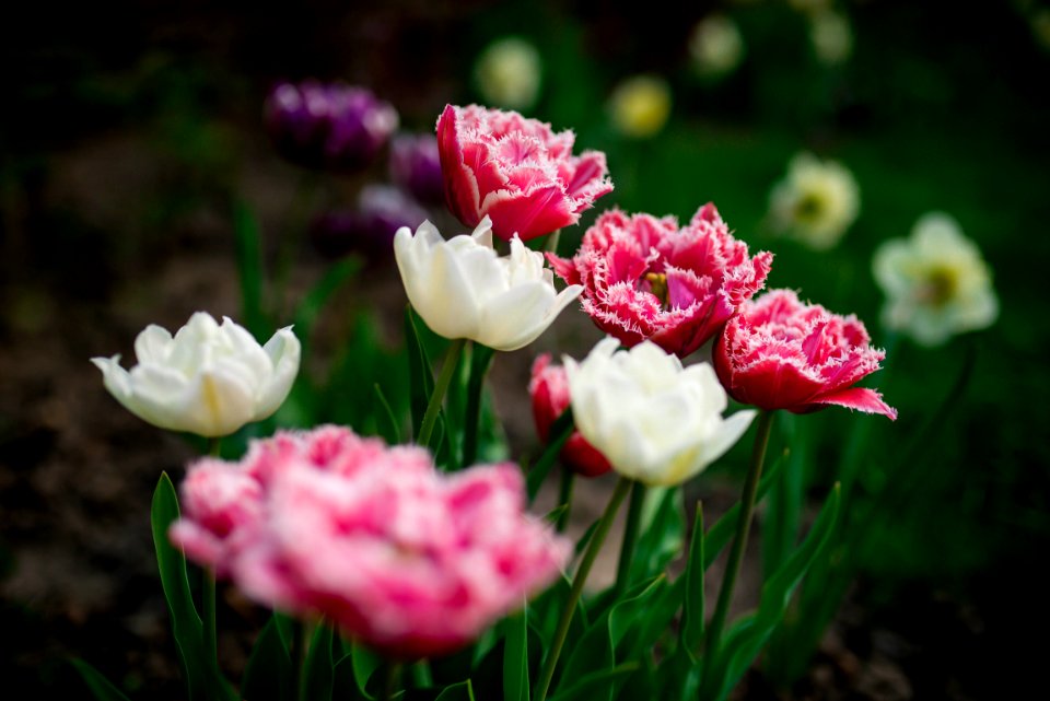 Romania, Tulips, Garden