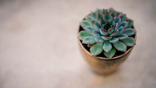 green succulent plant in pot photo