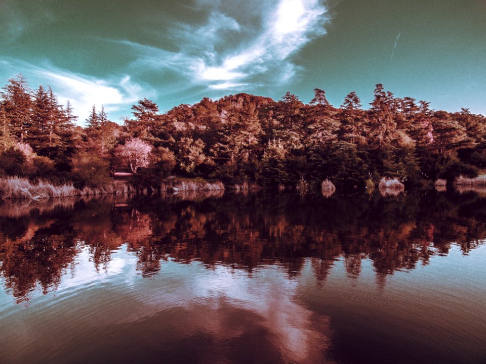 landscape photography of trees
