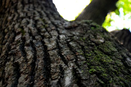 Hangzhou, China, Trunk photo