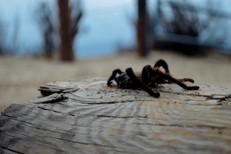 Tarantula