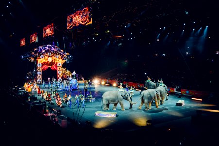 gray elephants performing on circus photo