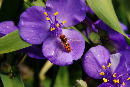 Bug wasp pestle