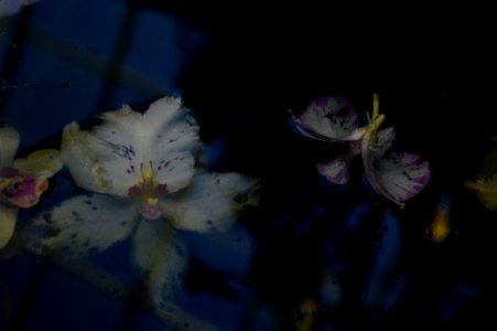 Flower, Drown, Puddle