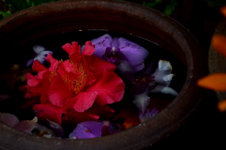 Hibiscus, Flower