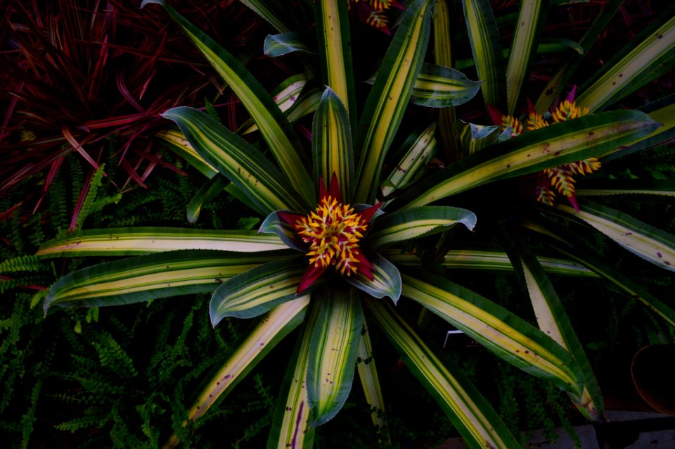 Flower, Leaves, Plant