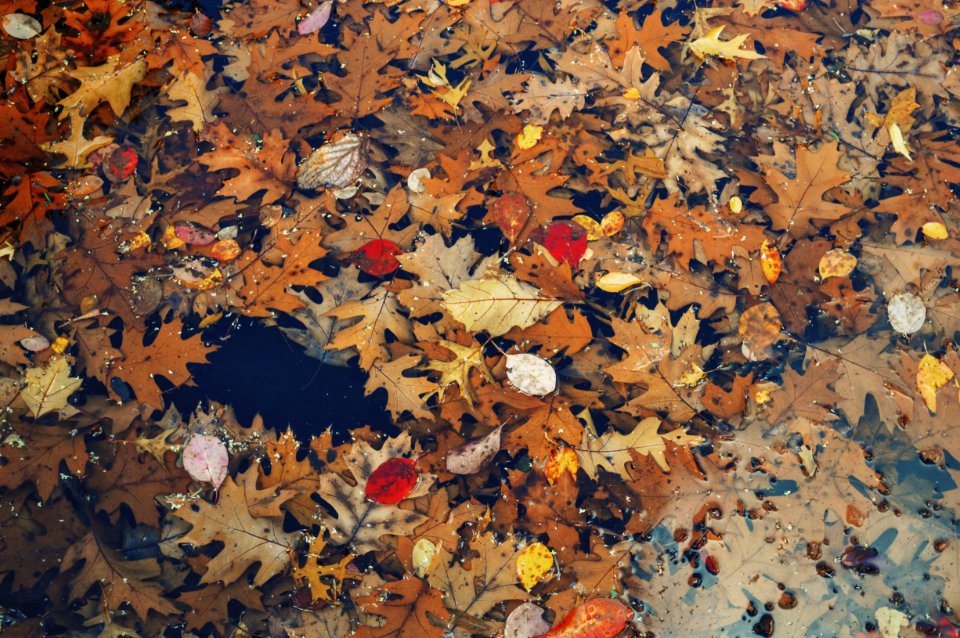 Fall, Autumn, Leaves