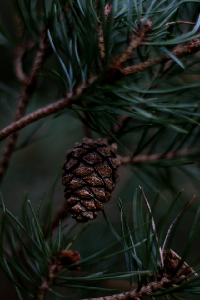 Pine, Nature, Dark