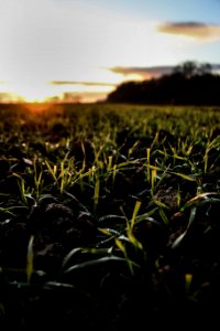 Growth, Sunset, Sunrise