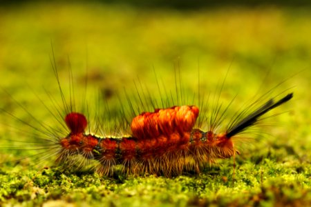 Taiwan, Nature, Yushan