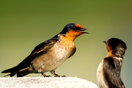 Taiwan, Kaohsiung city, Pacific swallow