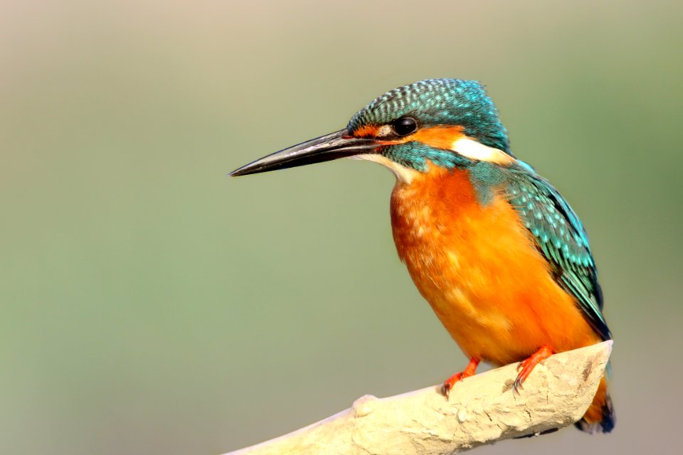 closeup photo of teal and orange bird
