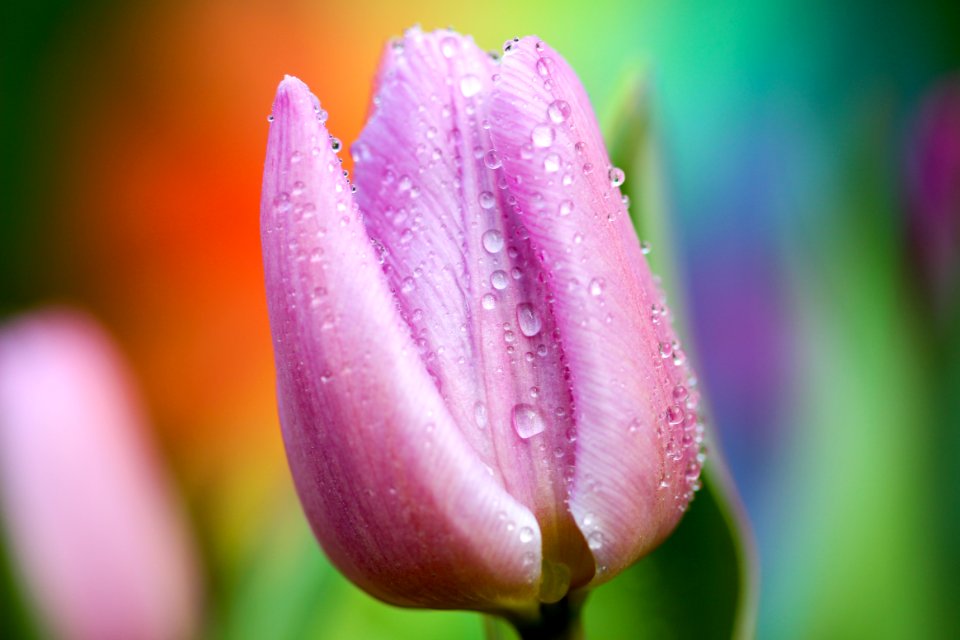 purple tulip with morning dew