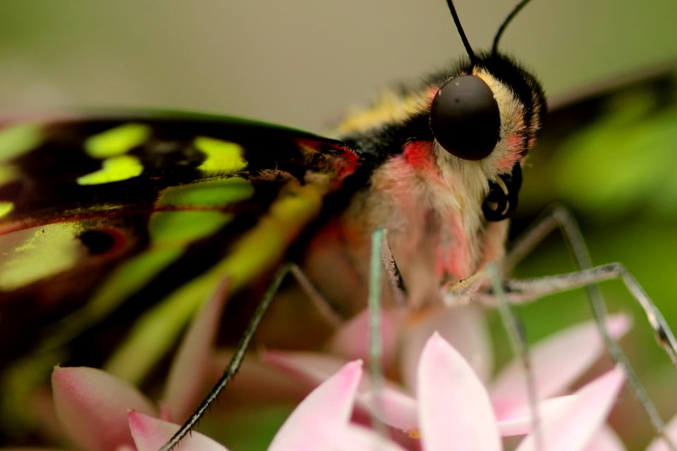 A macro shot of a butterfly on top of a flower.