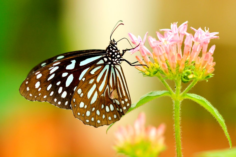 shallow focus photography of black and white butterfly on pink flower