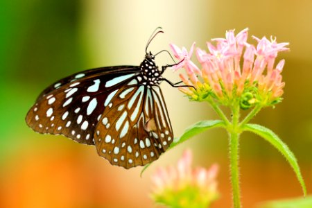 shallow focus photography of black and white butterfly on pink flower photo