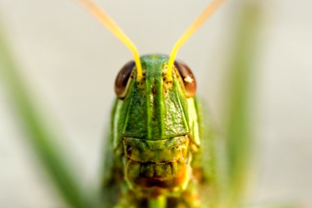 closeup view of green grasshopper photo
