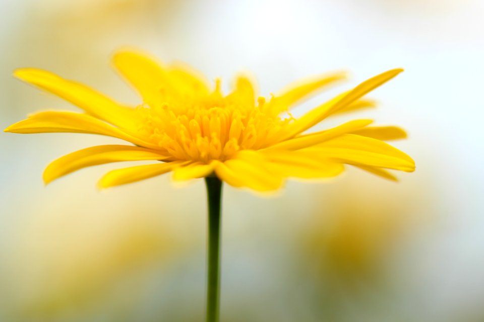 Taiwan, Kaohsiung city, Yellow