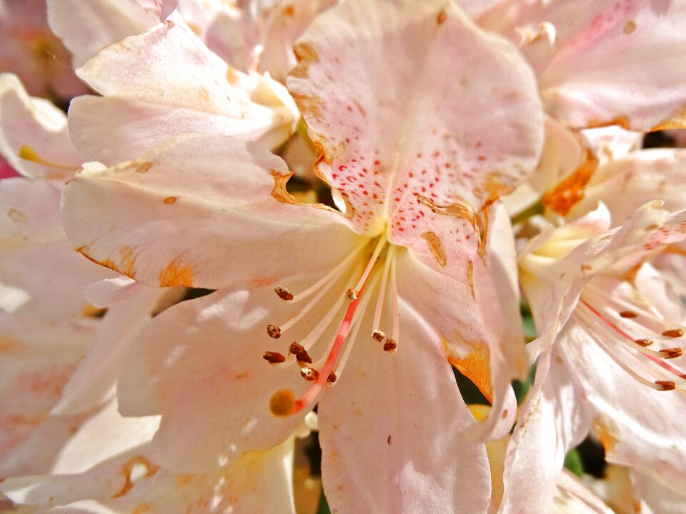 Pink white inflorescence