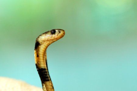 selective focus photography of black and white cobra photo