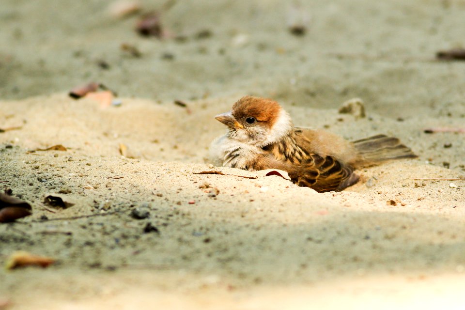 Taiwan, Tainan city, Sparrow