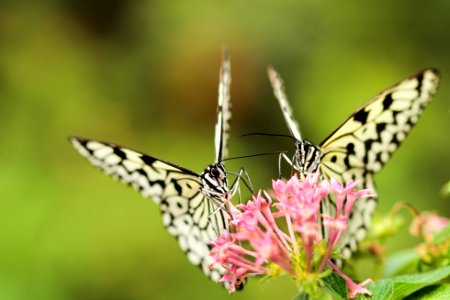 two butterflies on pink Ixoria flower photo