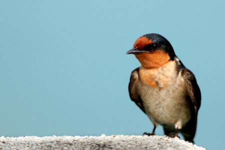 Taiwan, Kaohsiung city, Animal photo