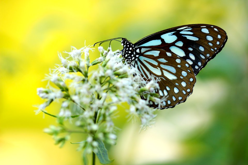 brown and blue butterfly pollinating on white petaled flower
