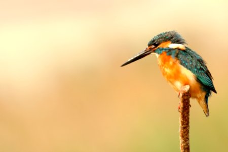 Taiwan, Hunei district, Nature