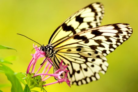 closeup photography of butterfly on flower photo