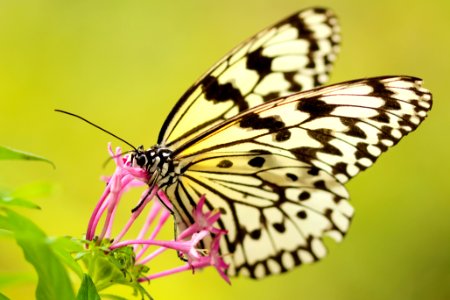 closeup photography of butterfly on flower