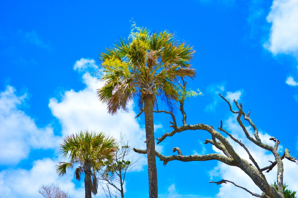 Folly beach sky palm trees