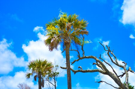 Folly beach sky palm trees photo
