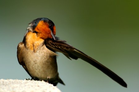 closeup photography of black and brown bird photo