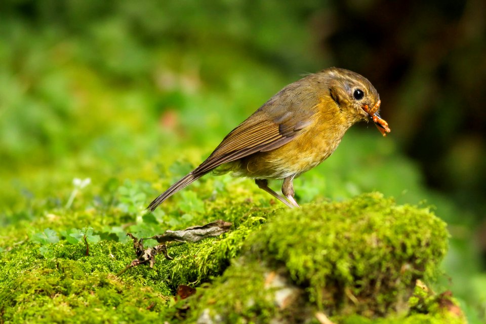 Nature, Bird, Borisworkshop