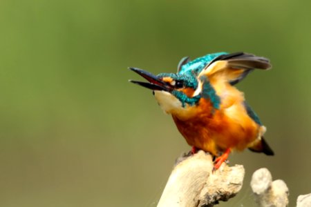 blue and orange Kingfisher perched on branch photo
