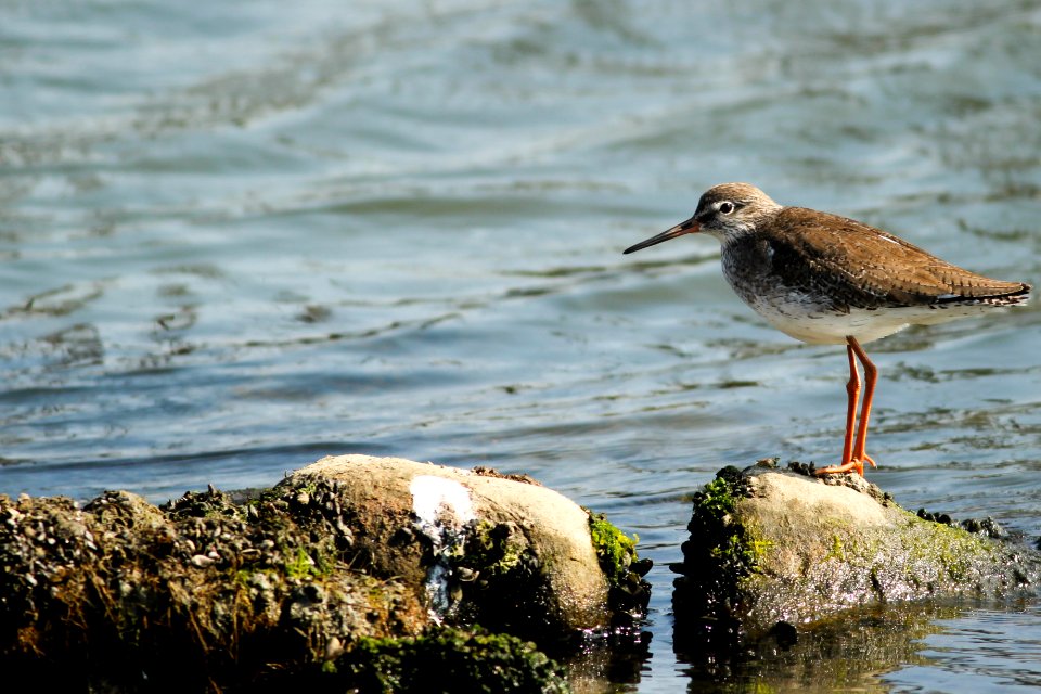 Taiwan, Baihe district, Bird